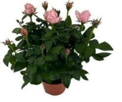 Potroos (Rosa 'Roma Dolc'Amore') Roze D 14 H 32 Cm