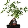 Lova Arrangement Vingersboom (Schefflera) D 17 H 30 Cm -Groene Tuin Winkel 8720196720866