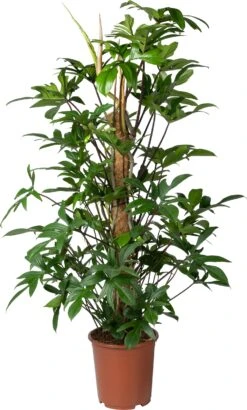 Philodendron Op Mosstok (Philodendron Pedatum ) D 27 H 120 Cm