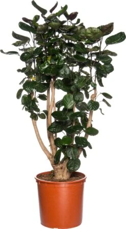 Aralia (Polyscias 'Fabian') D 27 H 150 Cm