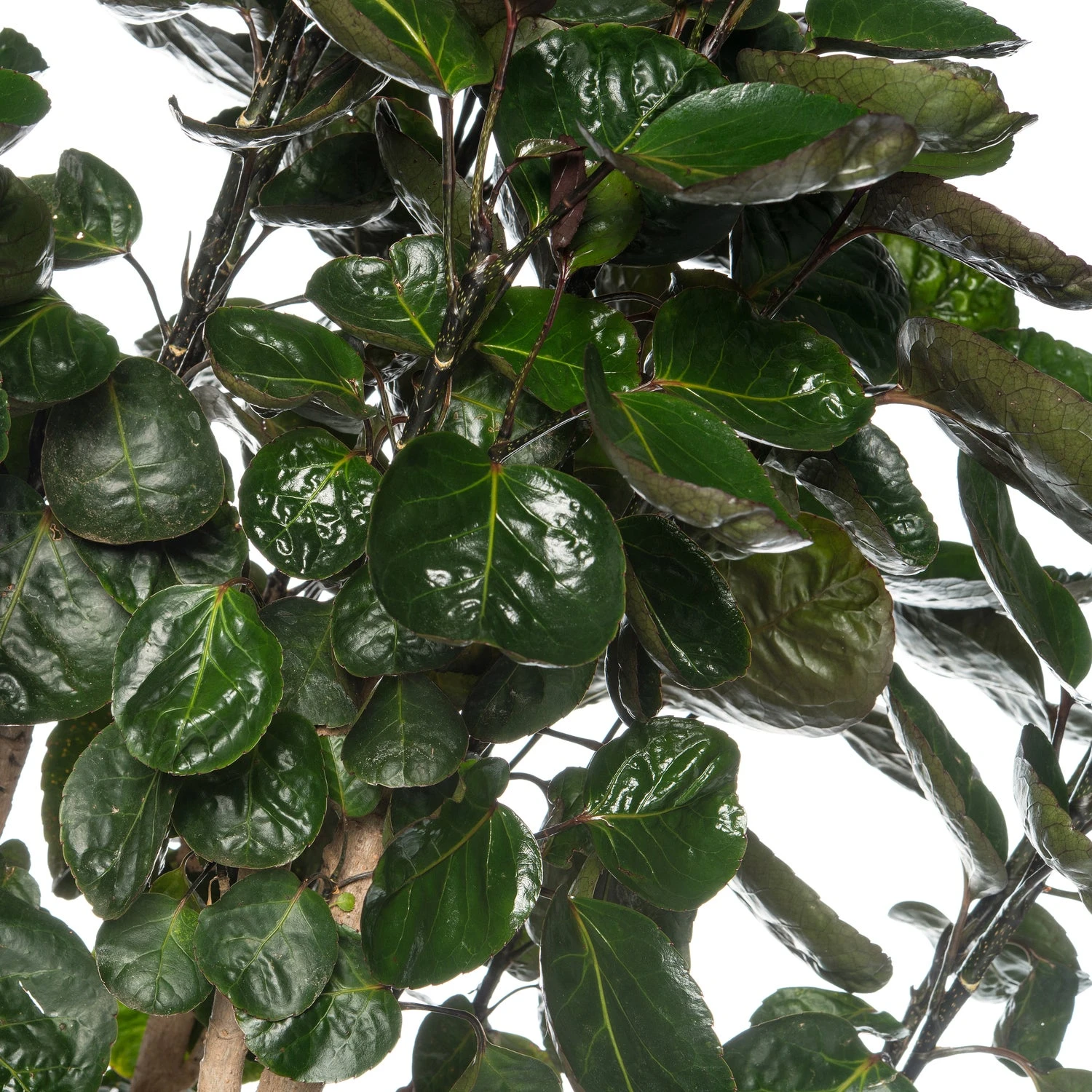 Aralia (Polyscias 'Fabian') D 27 H 150 Cm 4 Aralia (Polyscias 'Fabian') D 27 H 150 Cm - Afbeelding 2