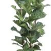 Vioolbladplant (Ficus Lyrata) D 34 H 180 Cm 2 Vioolbladplant (Ficus Lyrata) D 34 H 180 Cm -Groene Tuin Winkel 8720196723539