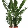 Zamioculcas (Zamioculcas Zamiifolia) D 24 H 115 Cm 1 Zamioculcas (Zamioculcas Zamiifolia) D 24 H 115 Cm -Groene Tuin Winkel 8720196723591 0