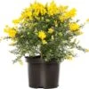 Kamerbrem (Cytisus Racemosus) D 13 H 25 Cm -Groene Tuin Winkel 8720196733064