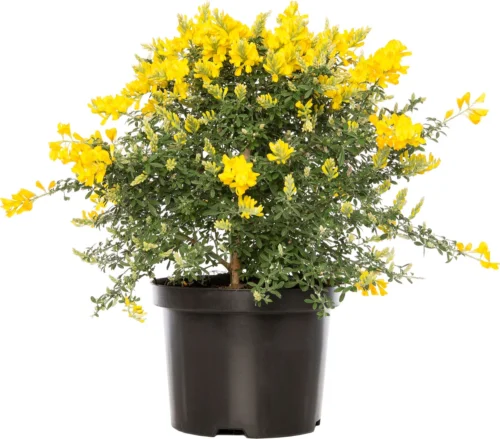 Kamerbrem (Cytisus Racemosus) D 13 H 25 Cm