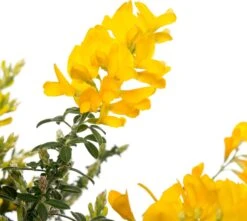 Kamerbrem (Cytisus Racemosus) D 13 H 25 Cm -Groene Tuin Winkel 8720196733064 2