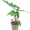 Olifantsoor (Alocasia 'Jacklyn') D 14 H 40 Cm -Groene Tuin Winkel 8720196741489