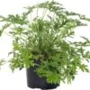 Citroengeranium (Pelargonium Graveolens 'Mosquito Fighter') D 12 H 18 Cm -Groene Tuin Winkel 8720196747283