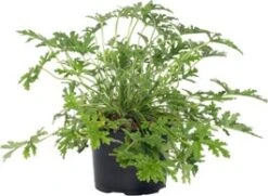 Citroengeranium (Pelargonium Graveolens 'Mosquito Fighter') D 12 H 18 Cm