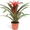 Guzmania (Guzmania 'Libby') D 9 H 30 Cm -Groene Tuin Winkel 8720196750863