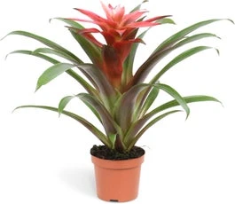 Guzmania (Guzmania 'Libby') D 9 H 30 Cm 3 Guzmania (Guzmania 'Libby') D 9 H 30 Cm
