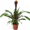 Guzmania (Guzmania 'Rockyflower Akabar') D 12 H 45 Cm -Groene Tuin Winkel 8720196750948