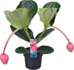 Medinilla (Medinilla Magnifica 'Flamenco') D 17 H 55 Cm