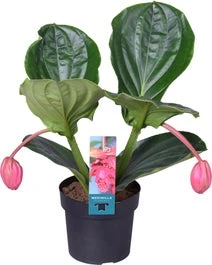 Medinilla (Medinilla Magnifica 'Flamenco') D 17 H 40 Cm