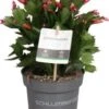 Lidcactus (Schlumbergera Truncata) Oranje D 13 H 27 Cm -Groene Tuin Winkel 8720196751549
