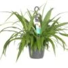 Graslelie In Hangpot (Chlorophytum Comosum 'Lemon') D 17 H 35 Cm