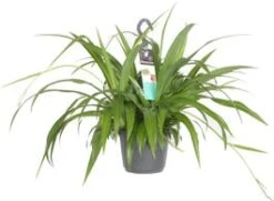 Graslelie In Hangpot (Chlorophytum Comosum 'Lemon') D 17 H 35 Cm