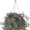 Vaderplant In Hangpot (Tradescantia Sillamontana 'Brown Hill') D 17 H 40 Cm -Groene Tuin Winkel 8720196752140