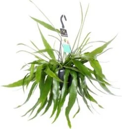 Bladcactus In Hangpot (Epiphyllum Pumilum) D 17 H 35 Cm