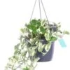 Drakenklimop In Hangpot (Epipremnum Pinnatum 'N'Joy') D 17 H 40 Cm -Groene Tuin Winkel 8720196752256