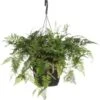 Hazenpootvaren In Hangpot (Humata Tyermannii 'Bunny') D 17 H 35 Cm -Groene Tuin Winkel 8720196752300