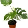 Bonte Gatenplant (Monstera Deliciosa 'Variegata') D 17 H 60 Cm