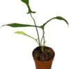 Philodendron (Philodendron Joepii) D 17 H 30 Cm 2 Philodendron (Philodendron Joepii) D 17 H 30 Cm -Groene Tuin Winkel 8720196752423