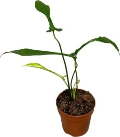 Philodendron (Philodendron Joepii) D 17 H 30 Cm