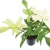 Philodendron (Philodendron 'Florida Ghost') D 19 H 70 Cm -Groene Tuin Winkel 8720196752577