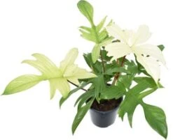Philodendron (Philodendron 'Florida Ghost') D 19 H 70 Cm