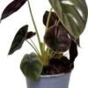 Olifantsoor (Alocasia Cuprea 'Red Secret') D 14 H 45 Cm -Groene Tuin Winkel 8720196752782