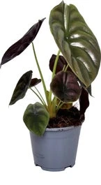 Olifantsoor (Alocasia Cuprea 'Red Secret') D 14 H 45 Cm 3 Olifantsoor (Alocasia Cuprea 'Red Secret') D 14 H 45 Cm
