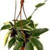 Wasbloem In Hangpot (Hoya 'Macrophylla') D 14 H 14 Cm -Groene Tuin Winkel 8720196752850