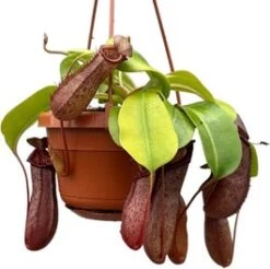 Bekerplant In Hangpot (Nepenthes Alata 'Monkey Jars Rob') D 14 H 47 Cm