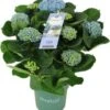 Hortensia (Hydrangea Macrophylla 'Magical Revolution') D 14 H 35 Cm -Groene Tuin Winkel 8720196753086