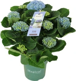 Hortensia (Hydrangea Macrophylla 'Magical Revolution') D 14 H 35 Cm