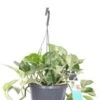Drakenklimop In Hangpot (Epipremnum Pinnatum 'Marble Queen') D 17 H 17,5 Cm -Groene Tuin Winkel 8720196753390