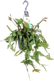 Rotskoraal In Hangpot (Rhipsalis Elliptica) D 17 H 35 Cm