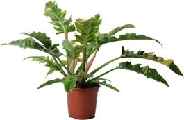 Philodendron (Philodendron 'Ring Of Fire') D 19 H 58 Cm 3 Philodendron (Philodendron 'Ring Of Fire') D 19 H 58 Cm