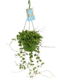 Wasbloem In Hangpot (Hoya Puber) D 14 H 40 Cm