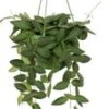 Wasbloem In Hangpot (Hoya Burtoniae) D 14 H 35 Cm -Groene Tuin Winkel 8720196757244