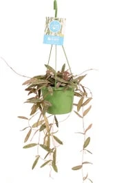 Wasbloem In Hangpot (Hoya Sigillatis) D 14 H 35 Cm