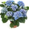 Hortensia (Hydrangea Macrophylla 'Early Blue') D 14 H 40 Cm 2 Hortensia (Hydrangea Macrophylla 'Early Blue') D 14 H 40 Cm -Groene Tuin Winkel 8720196757466