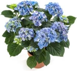 Hortensia (Hydrangea Macrophylla 'Early Blue') D 14 H 40 Cm