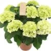 Hortensia (Hydrangea Macrophylla 'Schneeball') D 14 H 40 Cm -Groene Tuin Winkel 8720196757527
