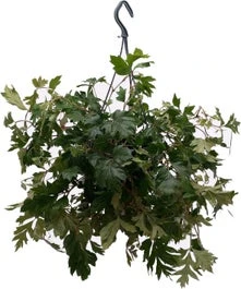 Suikerdruifje In Hangpot (Cissus Rhombifolia 'Ellen Danica') D 19 H 30 Cm