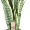 Vrouwentong (Sansevieria Trifasciata 'Futura Superba') D 14 H 45 Cm -Groene Tuin Winkel 8720196757992