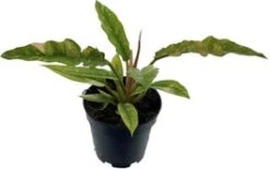 Philodendron (Philodendron 'Ring Of Fire') D 14 H 30 Cm