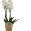 Vlinderorchidee 4 Tak (Phalaenopsis 'Duetto') D 17 H 70 Cm -Groene Tuin Winkel 8720196759767