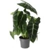 Alocasia (Alocasia 'Frydek') D 17 H 50 Cm -Groene Tuin Winkel 8720196762415 0